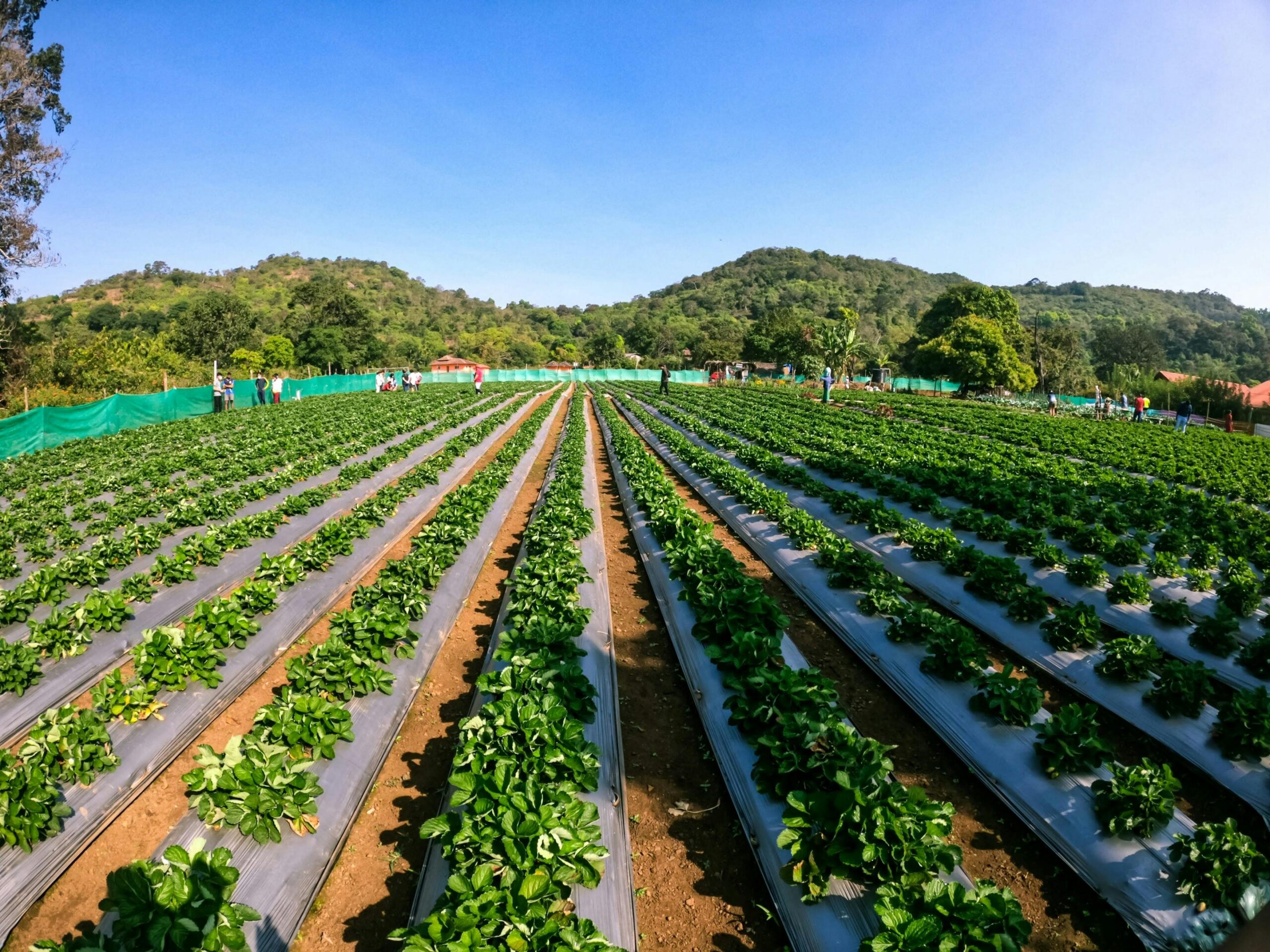 pexels captain 10974084